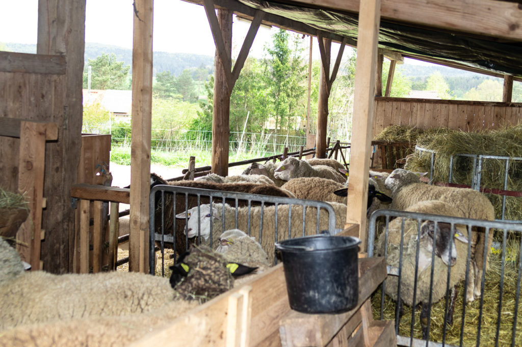 Eingepferchte Schafe bereit zur Schur