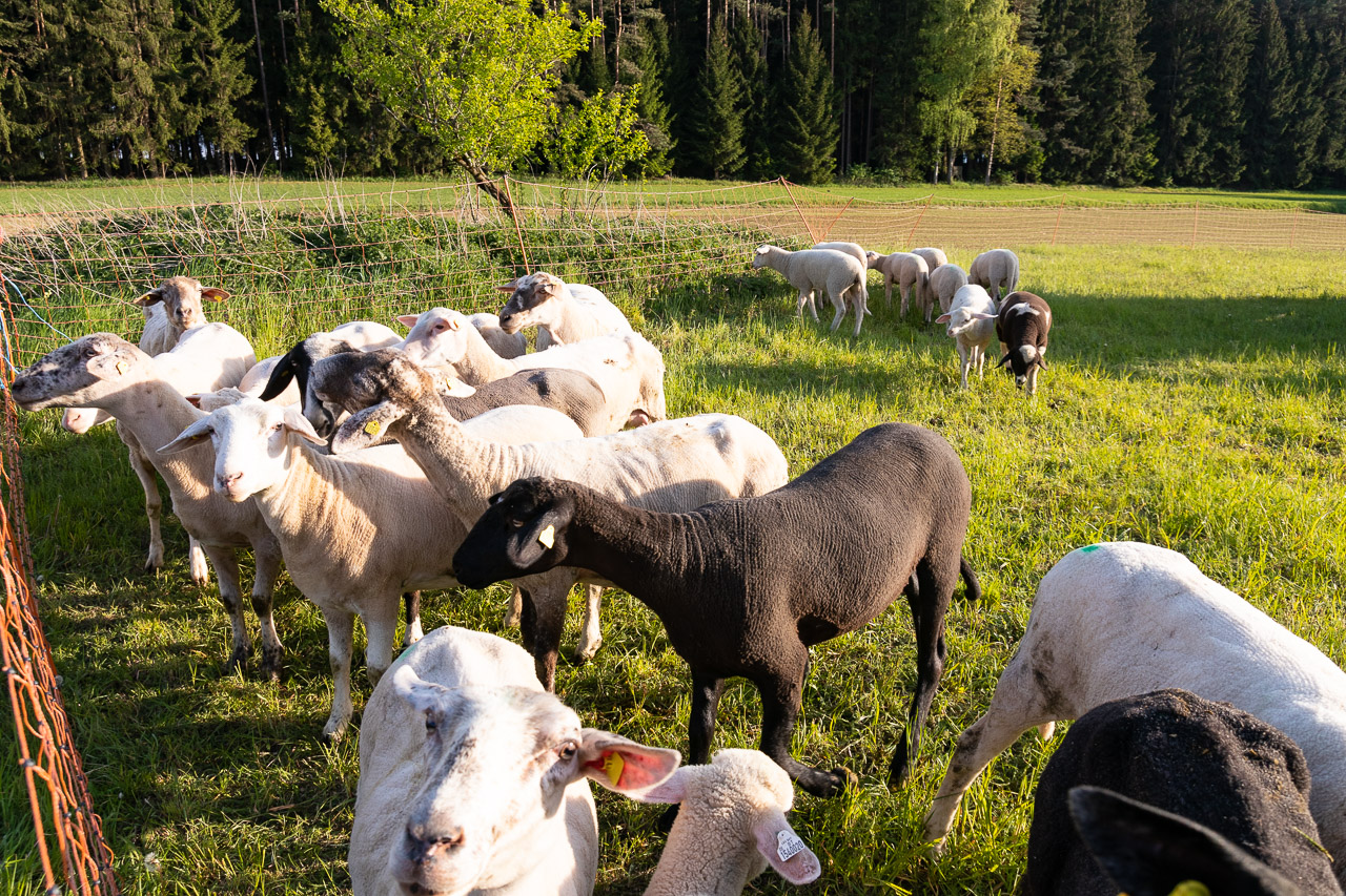 Schafe frisch auf der Weide