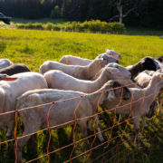 Die Schafherde hofft auf Leckerlis